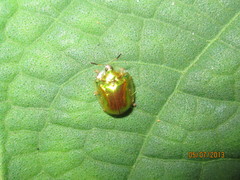 Charidotella succinea