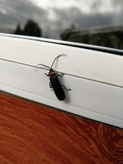 Pyractonema