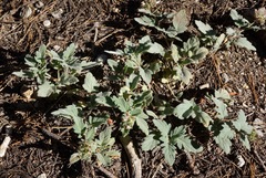 Phacelia hydrophylloides