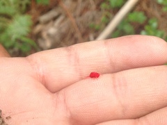 Trombidium