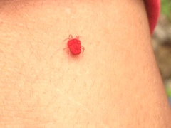 Trombidium
