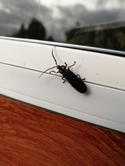 Pyractonema