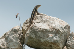 Sceloporus chrysostictus