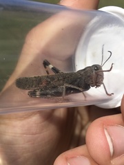 Arphia pseudonietana