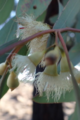 Eucalyptus sideroxylon