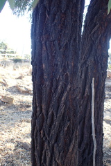 Eucalyptus sideroxylon