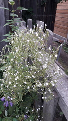 Gypsophila paniculata