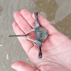 Phocoena phocoena
