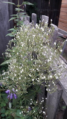Gypsophila paniculata