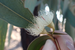 Eucalyptus sideroxylon