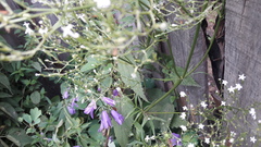 Gypsophila paniculata