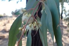 Eucalyptus sideroxylon
