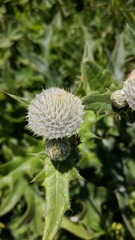 Cirsium laniflorum
