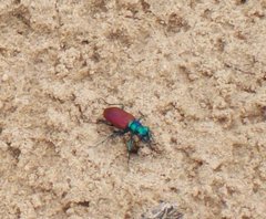 Cicindela scutellaris scutellaris