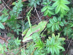 Hyla plicata