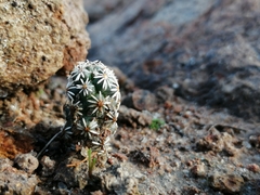 Coryphantha clavata stipitata