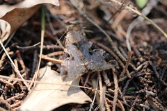 Melipotis perpendicularis