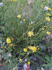 Senecio inaequidens