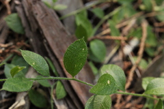 Rhinotropis lindheimeri