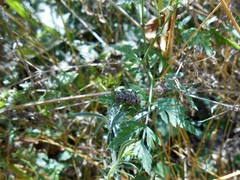 Aegomorphus clavipes