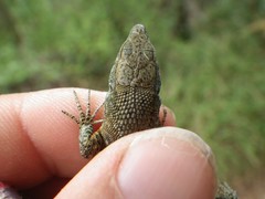 Algyroides nigropunctatus