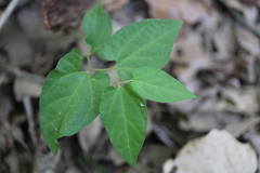 Endodeca serpentaria