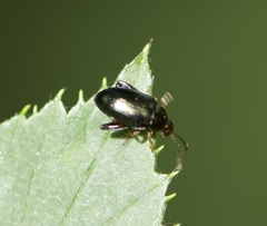 Crepidodera fulvicornis