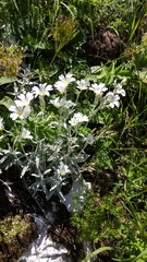 Cerastium biebersteinii