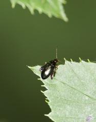 Crepidodera fulvicornis
