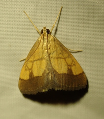 Evergestis limbata