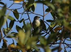 Serpophaga subcristata