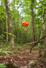 Lilium michauxii