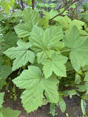 Ribes hudsonianum