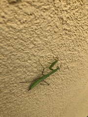 Mantis religiosa