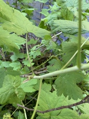 Ribes hudsonianum