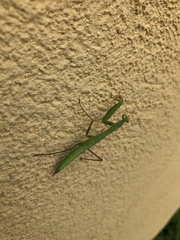 Mantis religiosa