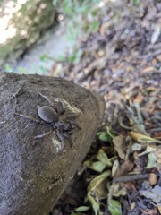 Calisoga longitarsis