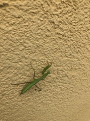Mantis religiosa