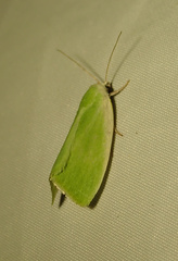 Earias clorana