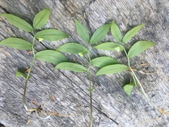 Streptopus streptopoides