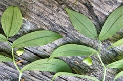 Streptopus streptopoides