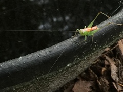 Odontoxiphidium apterum