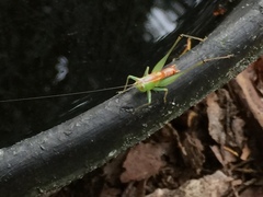 Odontoxiphidium apterum