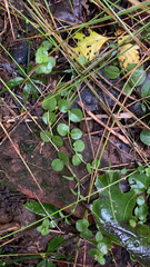 Lysimachia nummularia
