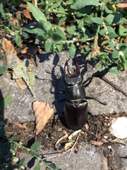Lucanus cervus