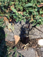 Lucanus cervus