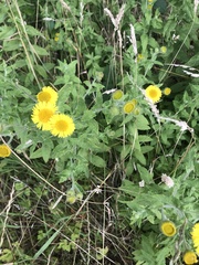 Pulicaria dysenterica