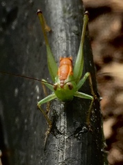 Odontoxiphidium apterum