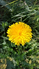 Leontodon caucasicus