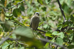 Pseudonigrita arnaudi